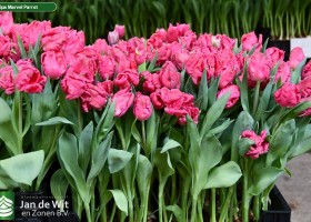 Tulipa Marvel Parrot ® (1)